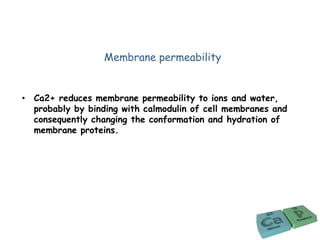 Membrane permeability
• Ca2+ reduces membrane permeability to ions and water,
probably by binding with calmodulin of cell membranes and
consequently changing the conformation and hydration of
membrane proteins.
 