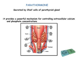 PARATHORMONE
-it provides a powerful mechanism for controlling extracellular calcium
and phosphate concentrations
Secreted by Chief cells of parathyroid gland
 