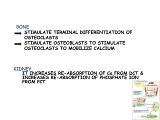 BONE
STIMULATE TERMINAL DIFFERENTIATION OF
OSTEOCLASTS
STIMULATE OSTEOBLASTS TO STIMULATE
OSTEOCLASTS TO MOBILIZE CALCIUM
KIDNEY
IT INCREASES RE-ABSORPTION OF Ca FROM DCT &
INCREASES RE-ABSORPTION OF PHOSPHATE ION
FROM PCT
 