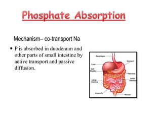 Mechanism– co-transport Na
 P is absorbed in duodenum and
other parts of small intestine by
active transport and passive
diffusion.
 