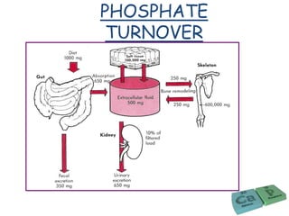 PHOSPHATE
TURNOVER
 