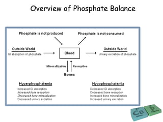 Overview of Phosphate Balance
 