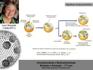 Unicelularidade e Multicelularidade
Biologia e Geologia – 11º ano
Maria João Drumond / novembro 2013
Hipótese endossimbiótica
Lynn Margulis
(1938-2011)
 