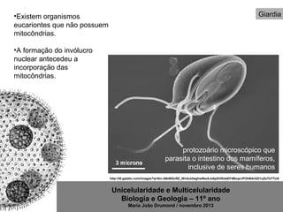 Unicelularidade e Multicelularidade
Biologia e Geologia – 11º ano
Maria João Drumond / novembro 2013
Giardia
http://t0.gstatic.com/images?q=tbn:ANd9GcRZ_WmbJdwghw9ksXJx8pXhfXdaEF4BxqcvPOhB4nGD1oZeTbTTUA
protozoário microscópico que
parasita o intestino dos mamíferos,
inclusive de seres humanos
•Existem organismos
eucariontes que não possuem
mitocôndrias.
•A formação do invólucro
nuclear antecedeu a
incorporação das
mitocôndrias.
 