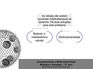 Unicelularidade e Multicelularidade
Biologia e Geologia – 11º ano
Maria João Drumond / novembro 2013
Reduzir o
metabolismo
celular
Multicelularidade
As células não podem
aumentar indefinidamente de
tamanho. Há duas soluções
para este problema:
 