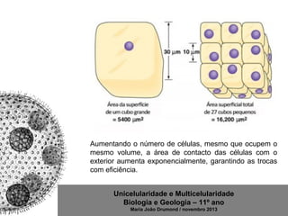 Unicelularidade e Multicelularidade
Biologia e Geologia – 11º ano
Maria João Drumond / novembro 2013
Aumentando o número de células, mesmo que ocupem o
mesmo volume, a área de contacto das células com o
exterior aumenta exponencialmente, garantindo as trocas
com eficiência.
 