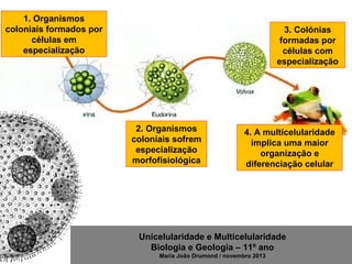Unicelularidade e Multicelularidade
Biologia e Geologia – 11º ano
Maria João Drumond / novembro 2013
1. Organismos
coloniais formados por
células em
especialização
2. Organismos
coloniais sofrem
especialização
morfofisiológica
3. Colónias
formadas por
células com
especialização
4. A multicelularidade
implica uma maior
organização e
diferenciação celular
 