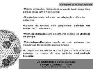 Unicelularidade e Multicelularidade
Biologia e Geologia – 11º ano
Maria João Drumond / novembro 2013
•Maiores dimensões, mantendo-se a relação área/volume, ideal
para as trocas com o meio externo;
•Grande diversidade de formas com adaptação a diferentes
ambientes;
•Aumento do tamanho sem comprometer a eficácia das
trocas com o meio externo;
•Maior especialização com proporcional eficácia na utilização
da energia;
•Maior independência em relação ao meio ambiente com
manutenção das condições do meio externo;
•A origem dos eucariontes e a evolução da multicelularidade
estiveram na origem de uma explosão da diversidade
biológica.
Vantagens da multicelularidade
 