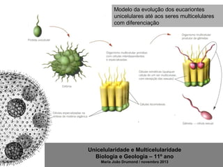 Unicelularidade e Multicelularidade
Biologia e Geologia – 11º ano
Maria João Drumond / novembro 2013
Modelo da evolução dos eucariontes
unicelulares até aos seres multicelulares
com diferenciação
 