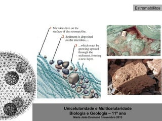 Unicelularidade e Multicelularidade
Biologia e Geologia – 11º ano
Maria João Drumond / novembro 2013
Estromatólitos
 