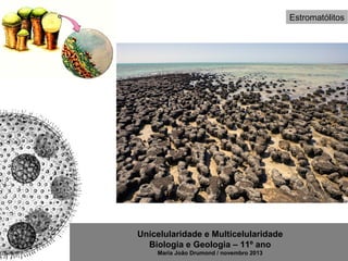 Unicelularidade e Multicelularidade
Biologia e Geologia – 11º ano
Maria João Drumond / novembro 2013
Estromatólitos
 