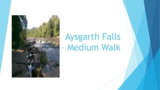 Aysgarth Falls
– Medium Walk
 