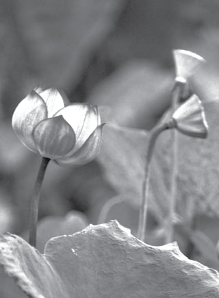 90 พุทธวจน
   ฉบับ ๓   ก้าวย่างอย่างพุทธะ
 