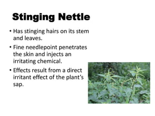 Stinging Nettle
• Has stinging hairs on its stem
and leaves.
• Fine needlepoint penetrates
the skin and injects an
irritating chemical.
• Effects result from a direct
irritant effect of the plant’s
sap.
 