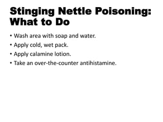 Stinging Nettle Poisoning:
What to Do
• Wash area with soap and water.
• Apply cold, wet pack.
• Apply calamine lotion.
• Take an over-the-counter antihistamine.
 