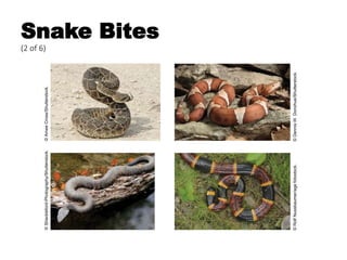 Snake Bites
(2 of 6)
©DennisW.Donohue/Shutterstock.©RolfNussbaumer/agefotostock.
©Shackleford-Photography/Shutterstock.©AmeeCross/Shutterstock.
 