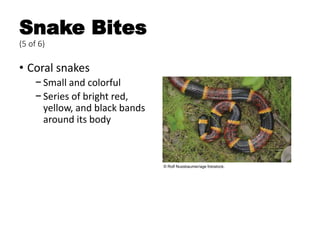 Snake Bites
(5 of 6)
• Coral snakes
− Small and colorful
− Series of bright red,
yellow, and black bands
around its body
© Rolf Nussbaumer/age fotostock.
 