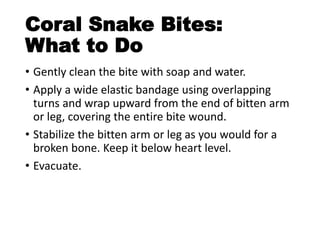 Coral Snake Bites:
What to Do
• Gently clean the bite with soap and water.
• Apply a wide elastic bandage using overlapping
turns and wrap upward from the end of bitten arm
or leg, covering the entire bite wound.
• Stabilize the bitten arm or leg as you would for a
broken bone. Keep it below heart level.
• Evacuate.
 