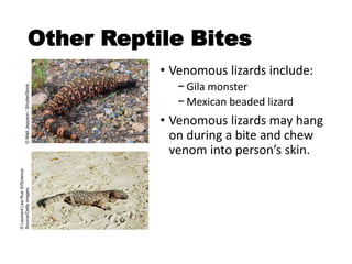 Other Reptile Bites
• Venomous lizards include:
− Gila monster
− Mexican beaded lizard
• Venomous lizards may hang
on during a bite and chew
venom into person’s skin.
©MattJeppson/ShutterStock.
©LeonardLeeRueIII/Science
Source/Gettyimages.
 