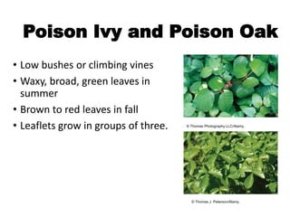 Poison Ivy and Poison Oak
• Low bushes or climbing vines
• Waxy, broad, green leaves in
summer
• Brown to red leaves in fall
• Leaflets grow in groups of three. © Thomas Photography LLC/Alamy.
© Thomas J. Peterson/Alamy.
 