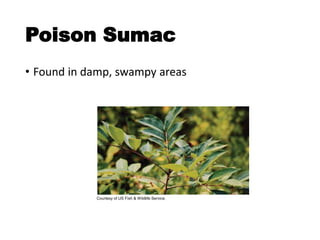 Poison Sumac
• Found in damp, swampy areas
Courtesy of US Fish & Wildlife Service.
 