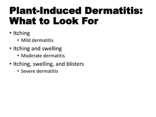 Plant-Induced Dermatitis:
What to Look For
• Itching
• Mild dermatitis
• Itching and swelling
• Moderate dermatitis
• Itching, swelling, and blisters
• Severe dermatitis
 