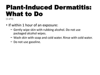 Plant-Induced Dermatitis:
What to Do
(1 of 4)
• If within 1 hour of an exposure:
− Gently wipe skin with rubbing alcohol. Do not use
packaged alcohol wipes.
− Wash skin with soap and cold water. Rinse with cold water.
− Do not use gasoline.
 