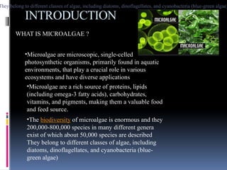 INTRODUCTION
WHAT IS MICROALGAE ?
•Microalgae are microscopic, single-celled
photosynthetic organisms, primarily found in aquatic
environments, that play a crucial role in various
ecosystems and have diverse applications
•Microalgae are a rich source of proteins, lipids
(including omega-3 fatty acids), carbohydrates,
vitamins, and pigments, making them a valuable food
and feed source.
•The biodiversity of microalgae is enormous and they
200,000-800,000 species in many different genera
exist of which about 50,000 species are described
They belong to different classes of algae, including
diatoms, dinoflagellates, and cyanobacteria (blue-
green algae)
They belong to different classes of algae, including diatoms, dinoflagellates, and cyanobacteria (blue-green algae)
They belong to different classes of algae, including diatoms, dinoflagellates, and cyanobacteria (blue-green algae)
They belong to different classes of algae, including diatoms, dinoflagellates, and cyanobacteria (blue-green algae)
They belong to different classes of algae, including diatoms, dinoflagellates, and cyanobacteria (blue-green algae)
They belong to different classes of algae, including diatoms, dinoflagellates, and cyanobacteria (blue-green algae)
They belong to different classes of algae, including diatoms, dinoflagellates, and cyanobacteria (blue-green algae)
They belong to different classes of algae, including diatoms, dinoflagellates, and cyanobacteria (blue-green algae)
They belong to different classes of algae, including diatoms, dinoflagellates, and cyanobacteria (blue-green algae)
They belong to different classes of algae, including diatoms, dinoflagellates, and cyanobacteria (blue-green algae)
They belong to different classes of algae, including diatoms, dinoflagellates, and cyanobacteria (blue-green algae)
 