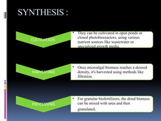 SYNTHESIS :
CULTIVATION
• They can be cultivated in open ponds or
closed photobioreactors, using various
nutrient sources like wastewater or
specialized growth media.
HARVESTING
• Once microalgal biomass reaches a desired
density, it's harvested using methods like
filtration.
PROCESSING
• For granular biofertilizers, the dried biomass
can be mixed with urea and then
granulated.
 
