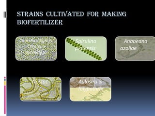 STRAINS CULTIVATED FOR MAKING
BIOFERTILIZER
Chorella vulgaris
Chrorella
pyrenidosa
Spirulina
platensis
Anabeana
azollae
Nostoc Aulosira &
Tolypothrix
 