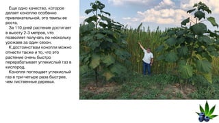 Еще одно качество, которое
делает коноплю особенно
привлекательной, это темпы ее
роста.
За 110 дней растение достигает
в высоту 2-3 метров, что
позволяет получать по нескольку
урожаев за один сезон.
К достоинствам конопли можно
отнести также и то, что это
растение очень быстро
перерабатывает углекислый газ в
кислород.
Конопля поглощает углекислый
газ в три-четыре раза быстрее,
чем лиственные деревья.
 