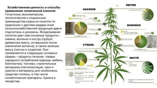 Хозяйственная ценность и способы
применения технической конопли
Гигантские экономические,
экологические и социальные
преимущества сырья из конопли по
сравнению с другими видами иной
сельскохозяйственной продукции давно
подсчитаны и доказаны. Возделывание
конопли дает нам основные продукты -
семена, волокно и костру (грубую
древесную массу, оставшуюся после
извлечения волокна), а также зеленую
массу (листья и соцветия). Они
применяются в следующих основных
сферах - продукты питания, товары
народного потребления (одежда, мебель,
биопластик), топливо, строительные
материалы (теплоизоляция, лаки и
краски) и материалы для зообизнеса,
средства гигиены, в том числе
косметические препараты, бумага и
лекарства.
 