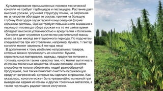 Культивирование промышленных посевов технической
конопли не требует гербицидов и пестицидов. Растение дает
высокие урожаи, улучшает структуру почвы, не загрязняя
ее, а напротив обогащая ее состав, причем на большую
глубину благодаря характерной конусовидной форме
корневой системы. Она не требует повышенного внимания в
период от посева до сбора урожая и в то же самое время
обладает высокой устойчивостью к вредителям и болезням.
Конопля дает огромное количество растительной массы
всего за три месяца вегетационного периода. По подсчетам
специалистов при изготовлении, например, бумаги, 1 гектар
конопли может заменить 4 гектара леса!
В дополнение к тому изобилию натуральных товаров,
которые можно производить из конопли: бумаги,
строительных материалов, одежды, продуктов питания и
топлива, конопля также известна тем, что может вытягивать
из почвы токсичные вещества. Иными словами, конопля
способна не только обеспечить людей разнообразной
продукцией, она также помогает очистить окружающую
среду от загрязнений, которые мы сделали в прошлом. Как
оказалось, конопля может быть чрезвычайно полезной при
выведении кадмия из почвы и других токсичных металлов, а
также поглощать радиактивное излучение.
 