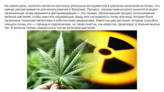 На самом деле, конопля считается настолько успешным инструментом в удалении излучений из почвы, что
сейчас рассматривается для использования в Фукусиме. Процесс, посредством которого конопля очищает
загрязненную почву называется фиторемедиация — это термин, обозначающий процесс использования
зеленых растений, чтобы очистить окружающую среду или «исправлять» почву или воду, которая была
загрязнена тяжелыми металлами и избыточными минералами. Известны два растения, которые способны
очищать почву, это — горчица и подсолнечник, но такая очистка, как известно, происходит в течение многих
лет. И конопля теперь находиться в той же категории растений.
 
