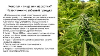 Конопля - пища или наркотик?
Незаслуженно забытый продукт
Для большинства людей слово "конопля" часто
вызывает улыбку, т.к. связывают это растение в основном
с применением наркотиков. На протяжении многих
тысячелетий люди употребляли в пищу коноплю и
использовали ее в медицинских и хозяйственных нуждах.
Исторические следы употребления конопли можно
отследить по всей Земле — в древнем Египте, Юго-
Восток, Азиатский регион, древняя Япония.
В Китае — более 8000 лет насчитывает культура конопли,
и до сих пор блюда из неё считаются продлевающим
жизнь и молодость.
В Индии — упоминания о целебных свойствах конопли
находим в аюрведе.
В Европе коноплю начали культивировать
около 1000 лет назад.
В Америке — конопля была очень популярной культурой
еще в начале прошлого века.
 