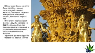 В Советском Союзе конопля
была одной из главных
сельскохозяйственных
культур. Она играла такую же
важную роль в бюджете
страны, как сейчас нефть и
газ.
Этот статус подтверждает
фонтан «Дружба народов» на
ВДНХ в Москве. В центре
фонтана, вместе с пшеницей и
соцветиями подсолнечника,
расположенные листья
конопли.
Фрагмент фонтана «Дружба
народов» на ВДНХ в Москве
 