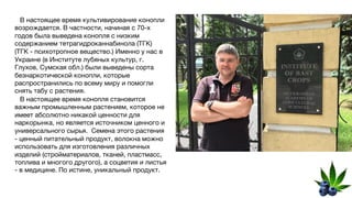В настоящее время культивирование конопли
возрождается. В частности, начиная с 70-х
годов была выведена конопля с низким
содержанием тетрагидроканнабинола (ТГК)
(ТГК - психотропное вещество.) Именно у нас в
Украине (в Институте лубяных культур, г.
Глухов, Сумская обл.) были выведены сорта
безнаркотической конопли, которые
распространились по всему миру и помогли
снять табу с растения.
В настоящее время конопля становится
важным промышленным растением, которое не
имеет абсолютно никакой ценности для
наркорынка, но является источником ценного и
универсального сырья. Семена этого растения
- ценный питательный продукт, волокна можно
использовать для изготовления различных
изделий (стройматериалов, тканей, пластмасс,
топлива и многого другого), а соцветия и листья
- в медицине. По истине, уникальный продукт.
 