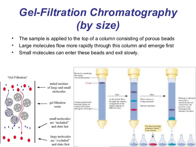 sds gel electrophoresis