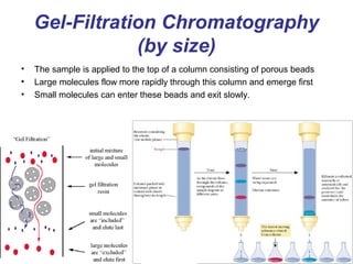 Gel-Filtration Chromatography
(by size)
• The sample is applied to the top of a column consisting of porous beads
• Large ...