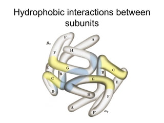 Tertiary folding gives rise to at least 3 functionally important
characteristics of the hemoglobin molecule
• 1- Polar or ...