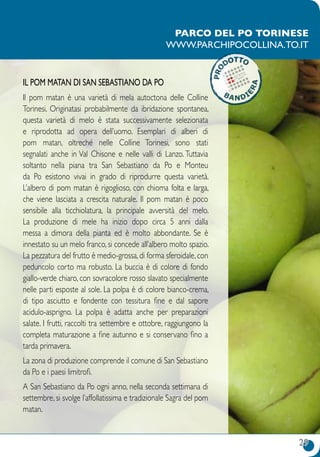 29
Il Pom matan di San Sebastiano da Po
Il pom matan è una varietà di mela autoctona delle Colline
Torinesi. Originatasi probabilmente da ibridazione spontanea,
questa varietà di melo è stata successivamente selezionata
e riprodotta ad opera dell’uomo. Esemplari di alberi di
pom matan, oltreché nelle Colline Torinesi, sono stati
segnalati anche in Val Chisone e nelle valli di Lanzo. Tuttavia
soltanto nella piana tra San Sebastiano da Po e Monteu
da Po esistono vivai in grado di riprodurre questa varietà.
L’albero di pom matan è rigoglioso, con chioma folta e larga,
che viene lasciata a crescita naturale. Il pom matan è poco
sensibile alla ticchiolatura, la principale avversità del melo.
La produzione di mele ha inizio dopo circa 5 anni dalla
messa a dimora della pianta ed è molto abbondante. Se è
innestato su un melo franco, si concede all’albero molto spazio.
La pezzatura del frutto è medio-grossa, di forma sferoidale, con
peduncolo corto ma robusto. La buccia è di colore di fondo
giallo-verde chiaro, con sovracolore rosso slavato specialmente
nelle parti esposte al sole. La polpa è di colore bianco-crema,
di tipo asciutto e fondente con tessitura fine e dal sapore
acidulo-asprigno. La polpa è adatta anche per preparazioni
salate. I frutti, raccolti tra settembre e ottobre, raggiungono la
completa maturazione a fine autunno e si conservano fino a
tarda primavera.
La zona di produzione comprende il comune di San Sebastiano
da Po e i paesi limitrofi.
A San Sebastiano da Po ogni anno, nella seconda settimana di
settembre, si svolge l’affollatissima e tradizionale Sagra del pom
matan.
parco del Po torinese
www.parchipocollina.to.it
 
