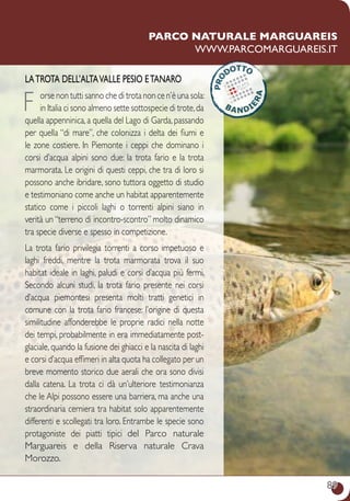89
Parco naturale marguareis
www.parcomarguareis.it
Latrota dell’altaValle Pesio eTanaro
F orse non tutti sanno che di trota non ce n’è una sola:
in Italia ci sono almeno sette sottospecie di trote,da
quella appenninica, a quella del Lago di Garda, passando
per quella “di mare”, che colonizza i delta dei fiumi e
le zone costiere. In Piemonte i ceppi che dominano i
corsi d’acqua alpini sono due: la trota fario e la trota
marmorata. Le origini di questi ceppi, che tra di loro si
possono anche ibridare, sono tuttora oggetto di studio
e testimoniano come anche un habitat apparentemente
statico come i piccoli laghi o torrenti alpini siano in
verità un “terreno di incontro-scontro” molto dinamico
tra specie diverse e spesso in competizione.
La trota fario privilegia torrenti a corso impetuoso e
laghi freddi, mentre la trota marmorata trova il suo
habitat ideale in laghi, paludi e corsi d’acqua più fermi.
Secondo alcuni studi, la trota fario presente nei corsi
d’acqua piemontesi presenta molti tratti genetici in
comune con la trota fario francese: l’origine di questa
similitudine affonderebbe le proprie radici nella notte
dei tempi, probabilmente in era immediatamente post-
glaciale, quando la fusione dei ghiacci e la nascita di laghi
e corsi d’acqua effimeri in alta quota ha collegato per un
breve momento storico due aerali che ora sono divisi
dalla catena. La trota ci dà un’ulteriore testimonianza
che le Alpi possono essere una barriera, ma anche una
straordinaria cerniera tra habitat solo apparentemente
differenti e scollegati tra loro. Entrambe le specie sono
protagoniste dei piatti tipici del Parco naturale
Marguareis e della Riserva naturale Crava
Morozzo.
 