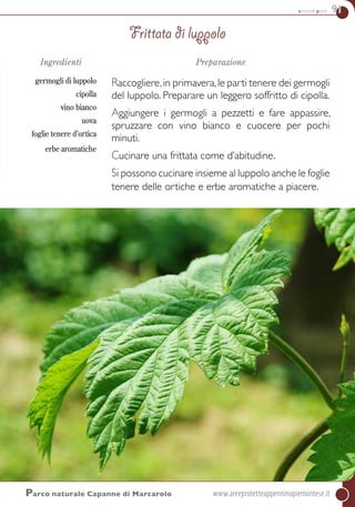secondi piatti 91
Ingredienti
germogli di luppolo
cipolla
vino bianco
uova
foglie tenere d’ortica
erbe aromatiche
Preparazione
Raccogliere,in primavera,le parti tenere dei germogli
del luppolo. Preparare un leggero soffritto di cipolla.
Aggiungere i germogli a pezzetti e fare appassire,
spruzzare con vino bianco e cuocere per pochi
minuti.
Cucinare una frittata come d’abitudine.
Si possono cucinare insieme al luppolo anche le foglie
tenere delle ortiche e erbe aromatiche a piacere.
Frittata di luppolo
Parco naturale Capanne di Marcarolo	www.areeprotetteappenninopiemontese.it
 