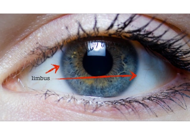 Eye anatomy part 1