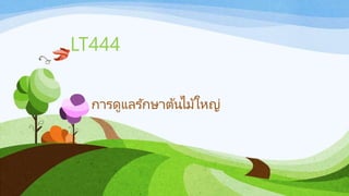 การดูแลรักษาต้นไม้ใหญ่
LT444
 