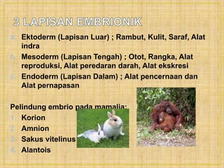 a. Ektoderm (Lapisan Luar) ; Rambut, Kulit, Saraf, Alat
indra
b. Mesoderm (Lapisan Tengah) ; Otot, Rangka, Alat
reproduksi, Alat peredaran darah, Alat ekskresi
c. Endoderm (Lapisan Dalam) ; Alat pencernaan dan
Alat pernapasan
Pelindung embrio pada mamalia:
1. Korion
2. Amnion
3. Sakus vitelinus
4. Alantois
 