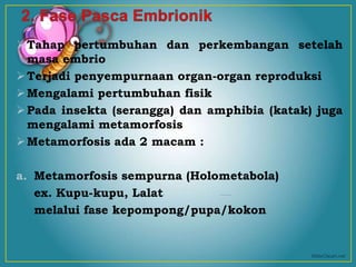 Tahap pertumbuhan dan perkembangan setelah
masa embrio
Terjadi penyempurnaan organ-organ reproduksi
Mengalami pertumbuhan fisik
Pada insekta (serangga) dan amphibia (katak) juga
mengalami metamorfosis
Metamorfosis ada 2 macam :
a. Metamorfosis sempurna (Holometabola)
ex. Kupu-kupu, Lalat
melalui fase kepompong/pupa/kokon
 