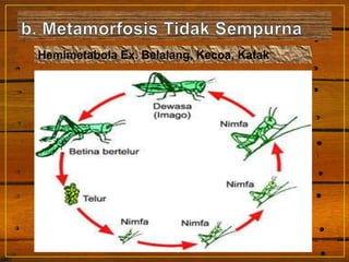 Hemimetabola Ex. Belalang, Kecoa, Katak
 