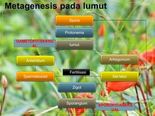 Spora
Protonema
lumut
Anteridium Arkegonium
Spermatozoid Sel telur
Zigot
Sporangium
Fertilisasi
SPOROFIT/ASEKS
UAL
GAMETOFIT/SEKSU
AL
 