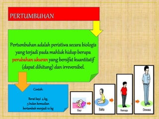 Pertumbuhan adalah peristiwa secara biologis
yang terjadi padamahlukhidupberupa
perubahan ukuranyang bersifat kuantitatif
(dapat dihitung) danirreversibel.
Contoh:
Berat bayi 4 kg,
5 bulankemudian
bertambahmenjadi10 kg
 